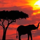 famous african safari destinations