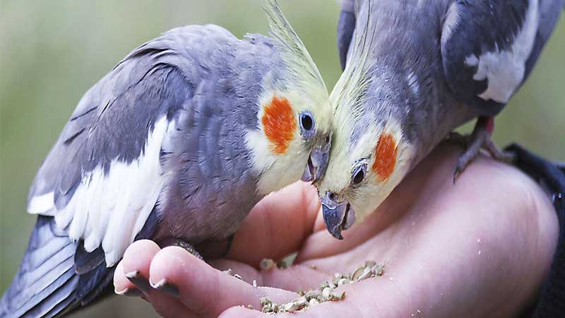  Make Treats for your Bird Pets